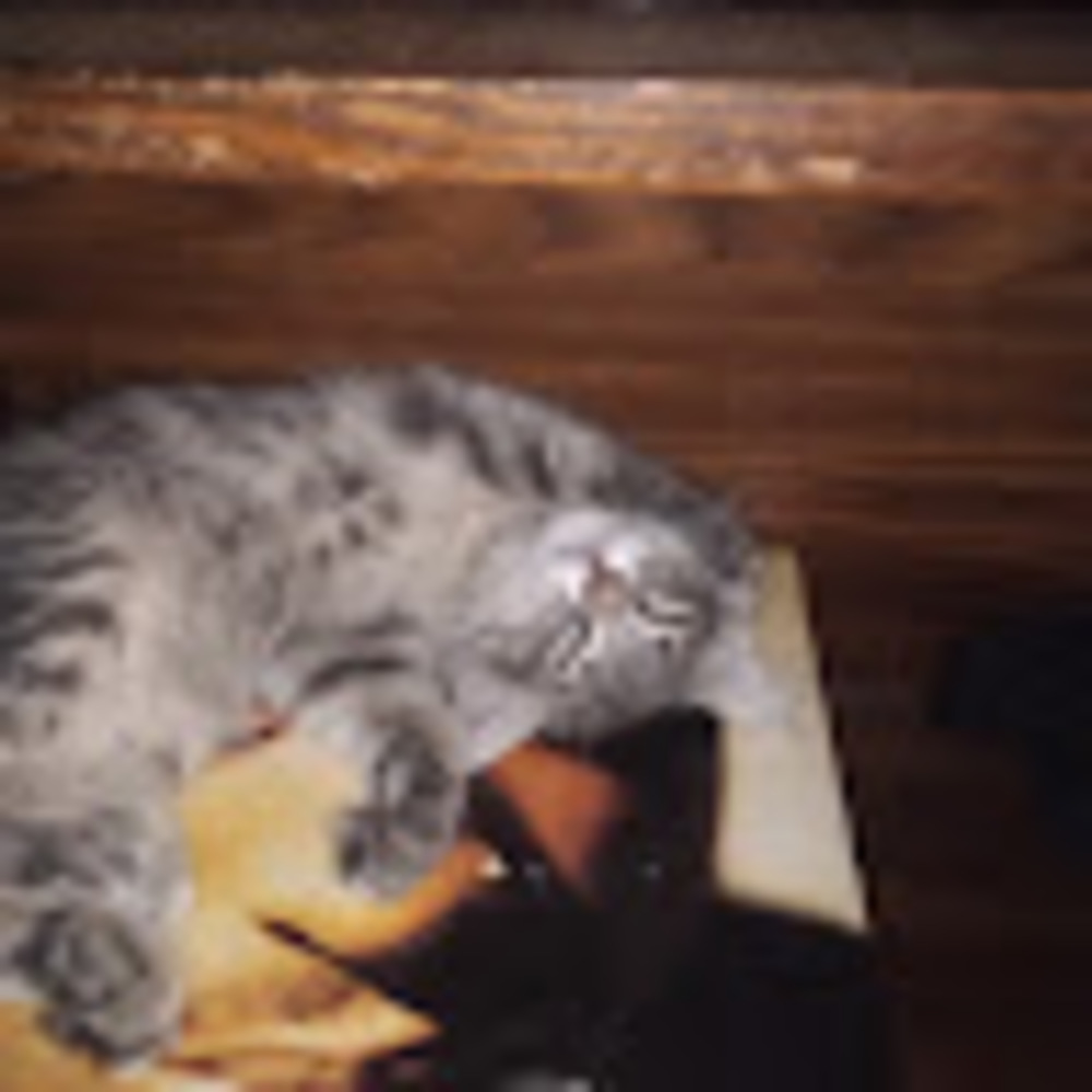 Meet your Posher, Louie